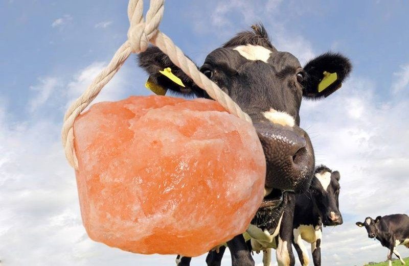 Organic Himalayan Salt Lick Small Horse Licks